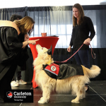 Gracie the therapy dog and handler Amanda receive a certificate from Registrar Suzanne Blanchard at Therapy Dog Convocation.