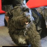 Bennie the therapy dog sports a mortarboard and gradation gown at Therapy Dog Convocation