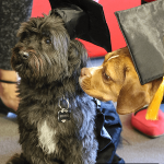 Beatrice the therapy dog sniffs Bennie the therapy dog at Therapy Dog Convocation.