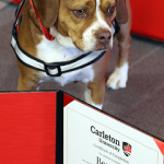 Beatrice the therapy dog poses with her certificate at Therapy Dog Convocation