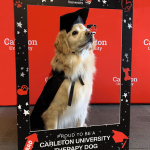 Gracie the therapy dog wears a mortarboard and poses in the photo frame at Therapy Dog Convocation