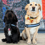 Bennie and Aristotle, two Carleton Therapy Dogs, sit in front of the mosaic wall in Tory Building.