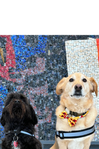 Bennie and Aristotle the therapy dogs.