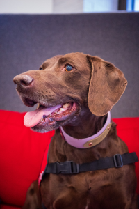 A brown therapy dog looking sideways.