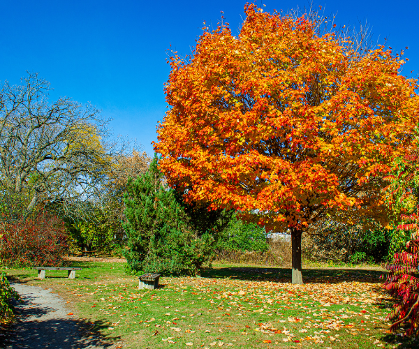 Fall foliage on campus on a sunny day.