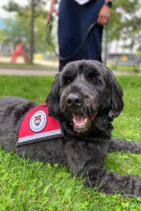 A therapy dog sitting on the grass.